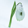 Galanthus Vignette Neige