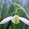 Galanthus Vignette MAP JMR GIP160125005