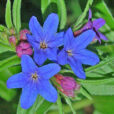 Gremil Buglossoides purpurocaerulea