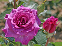 Rose Violette Parfumee Dorient Mioulane NewsJardinTV