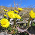 Tussilago farfara visoflora