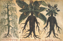 Mandragora DR