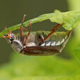 Hanneton Chene Fauna