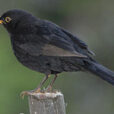 Turdus merula Merle Fauna