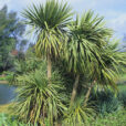 Cordyline MAP GIP0003376