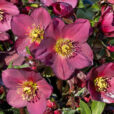 Helleborus Ice N Roses Plante Heuger