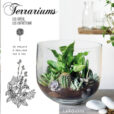 Terrariums NewsJardinTV