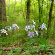 Phlox divaricata Flora