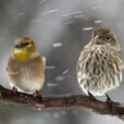 Oiseau Pluie Hiver Fauna