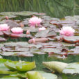 Nymphaea Mioulane NewsJardinTV 74648547