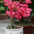 Adenium Mioulane NewsJardinTV MAP 00009919