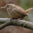 Troglodyte Mignon oiseau