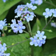 Myosotis Flora