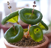 Crassula umbella Flora