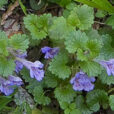 Glechoma hederacea Flora