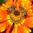 Abeille pollinisation Helenium Fauna