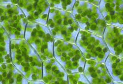 Cellules vegetales Chloroplastes