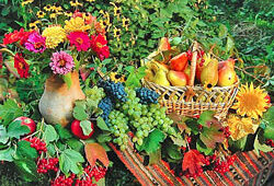 Fruits Fleurs automne Flora