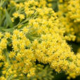 Solidago Mioulane NewsJardinTV NPM 850325216