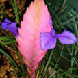 Tillandsia lindenii Flora