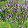 Verbena officinalis Flora