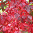 Parthenocissus quinquefolia Flora