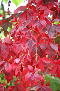 Parthenocissus quinquefolia Flora