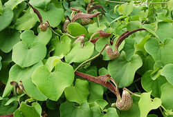 Aristolochia ringens Flora