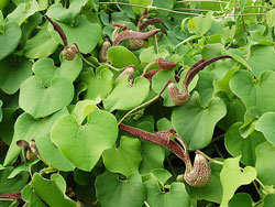 Aristolochia ringens Flora