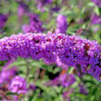 Buddleja Mioulane NewsJardinTV NPM 85006055