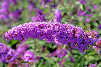 Buddleja Mioulane NewsJardinTV NPM 85006055