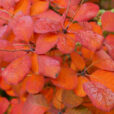 Cotinus Mioulane NewsJardinTV NPM 719517092