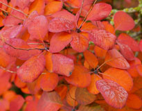 Cotinus Mioulane NewsJardinTV NPM 719517092