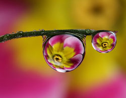 Goutte eau Miroir Fleur