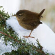 Troglodyte mignon hiver Fauna