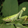 mantis religiosa Fauna