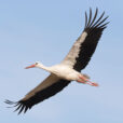 Cigogne blanche Vol Fauna