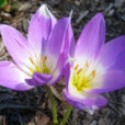 Colchicum autumnale Flora