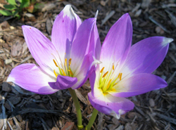 Colchicum autumnale Flora