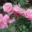 Rosa Old Blush