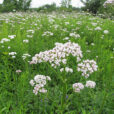 Valeriana officinalis Flora