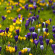 Crocus Pelouse Flora