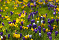 Crocus Pelouse Flora