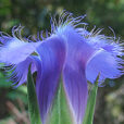 Gentianopsis Flora