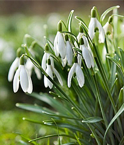 Galanthus nivalis IBulb