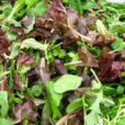 Mesclun Salade Flora