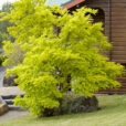 Gleditsia Sunburst Flora