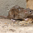 Rat Surmulot Rongeur Fauna