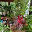 Veranda Plantes Mioulane NewsJardinTV NPM 3008205717