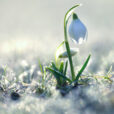 Perce Neige Hiver Flora